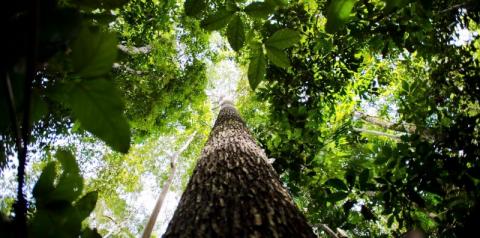 Amazônia+21: Rondônia é exemplo de desenvolvimento sustentável na região amazônica