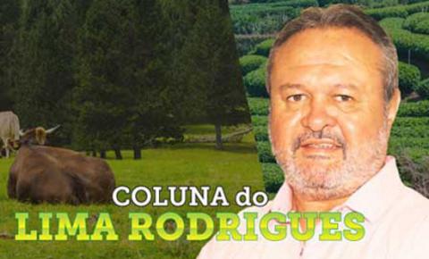 Coluna do Lima Rodrigues
