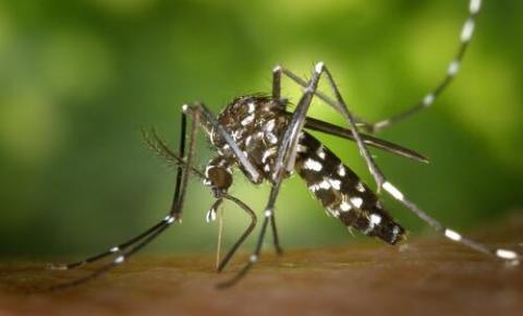 Mosquito da dengue precisa ser combatido durante todo o ano, diz especialista