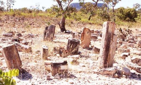 ​Contrabandistas venderam 80 toneladas de árvores fossilizadas do Tocantins aos alemães